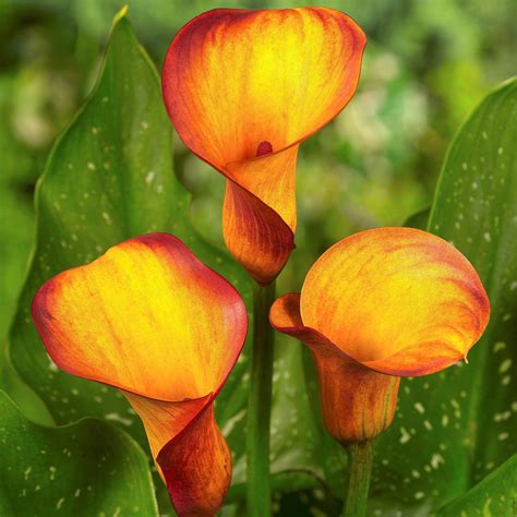 Orange calla lily aesthetic